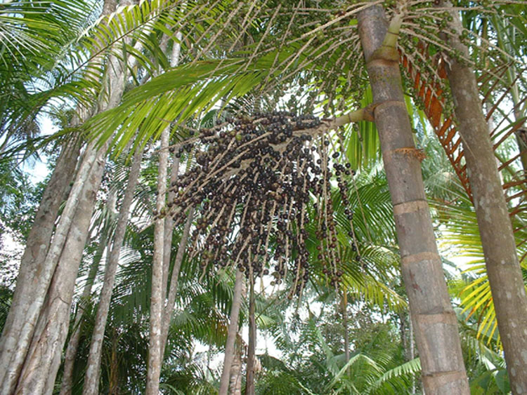 Assai palm 